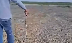 Niğde'de havaların ısınmasıyla yılanlar ortaya çıktı