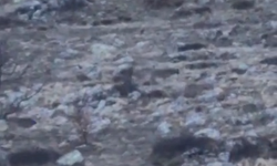 Niğde Yaylayolu Köy’ünde 5 kurt görüntülendi