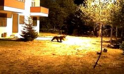 Alarm sesine aldırış etmeyen iki ayı görüntülendi