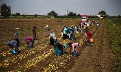 Tarımda en yüksek maaş Niğde’de