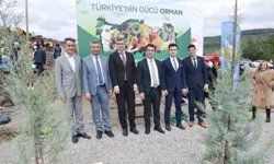 Yanan alanlar yeniden yeşeriyor