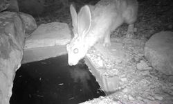 Su içen yaban hayvanları fotokapanla görüntülendi