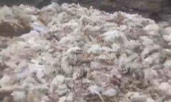 Ölü tavuklar ormana atıldı