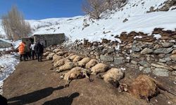 Ahırda feci yangın: 67 küçükbaş hayvan telef oldu