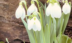 Niğde’de yılın ilk kardelenleri açtı