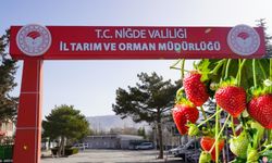 Niğde’de çilek yetiştirmek isteyenlere müjde!