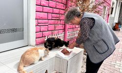 Niğde’de esnaftan sokak kedilerine şefkat eli