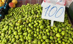 Niğde’de nektarin çağlası tezgahta