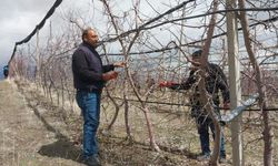 Niğde’de meyve ağaçlarında budama mesaisi başladı