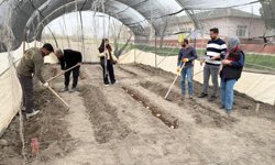 Yerli patates çeşitleri için ıslah çalışmaları hız kazandı