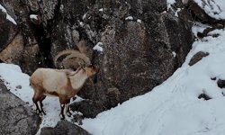 Niğde Aladağlar’da dağ keçilerinin zorlu kışı