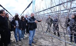 Meyve ağaçlarında doğru budama yöntemleri öğretildi