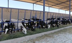 Niğde’nin Kiledere beldesi şap hastalığı nedeniyle karantinaya alındı