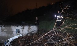 Kazadan sonra çalılıklara kaçtı, nedeni şaşırttı