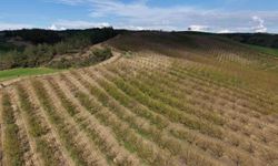 Dolu kayısı bahçelerini vurdu, çağlalar yere döküldü