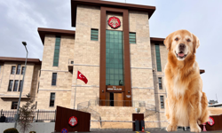 Niğde Valiliği’nden zehirlenen köpek iddialarına inceleme