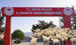 Küçükbaşa destek projesi başvurularına Niğde’de yoğun ilgi