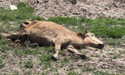 Ölen hayvanlarını araziye atanlara 390 bin lira ceza