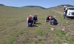 Mera ve yaylalarında otlatma kapasitesi incelemesi