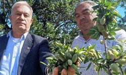 Yerli badem çağlası sofralarda yerini aldı