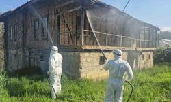 Kahverengi kokarca kış uykusunda yok edilecek