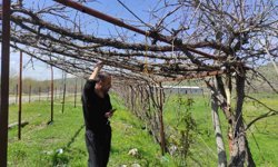 Ani hava değişimleri meyve bahçelerini vurdu