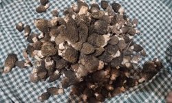 Kuzugöbeği tutkunları sahaya çıktı