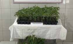 174 kök kenevir ele geçirildi