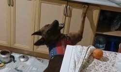 Burnuyla kokladı, patisiyle uyu*şturucuların yerini gösterdi