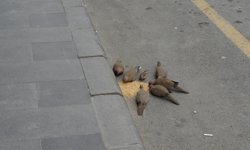 Duyarlı esnaf dükkan önüne yem bıraktı