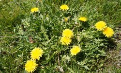 Niğde'de sarı mühürler açtı: Anadolu'da “uyanış" başladı