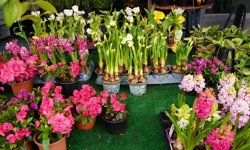 Niğde’de çiçek fideleri tezgahlarda yerini aldı