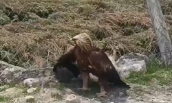 Niğde’de bulunan yaralı kartal korumaya alındı