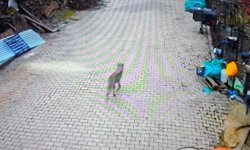 Yerleşim alanına inen kurt görüntülendi