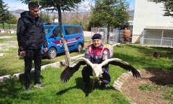 Hasta leylek koruma altına alındı
