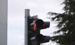 En işlek kavşağındaki trafik lambasına yuva yapan kumru görenleri şaşırtıyor