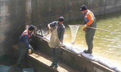 Konya'nın 'denizinde' balıkları kurtarmak için zamanla yarış