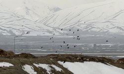 Kuşların rüzgarla dansı: Havada zor kalabildiler