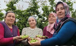 Açıkta erik hasadı başladı, fiyatı 200 TL'ye kadar düştü