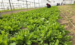 Tere ve roka üretilen seralardan denetim