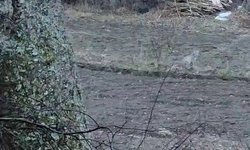 Nesli tükenme tehlikesinde olan vaşak görüntülendi