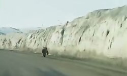 Kara yoluna inen ayı kameraya yansıdı