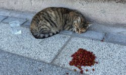 Niğde’de sokak hayvanları için duyarlı adım