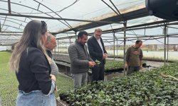 Bor’da seralarda saha incelemesi gerçekleştirildi