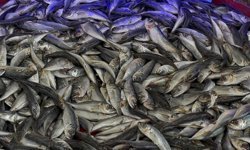 Niğde’de sezonun son balıkları vatandaşla buluşuyor