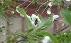 Niğde’de polen mesaisi başladı