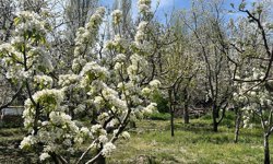 Niğde’de don olayı tespit edilmedi