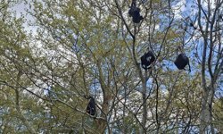 Bir çantayla başladı, fırlatılan her çanta ağaçta kaldı