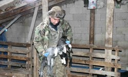 Yozgatlı keçi yetiştiricisi kireçli yöntemle hayvan kayıplarını önledi