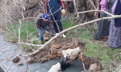 Kuyuya düşen büyükbaş, AFAD ekiplerince kurtarıldı